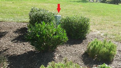 evergreens to hide electric box|shrubs to hide indoors.